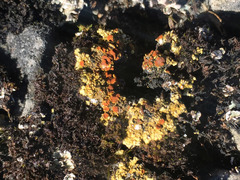 Gyalolechia bracteata