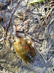 Lepidurus apus