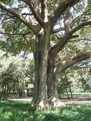 Ficus vasta