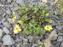 Asteraceae