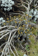 Helichrysum forskahlii var. compactum image
