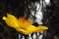 Hypericum quartinianum