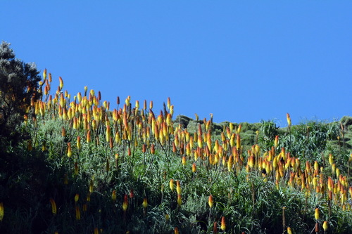 Kniphofia foliosa image