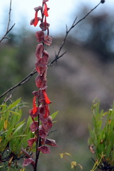 Angiospermae