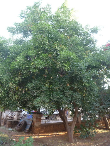 Mangifera indica image