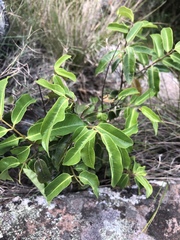Landolphia kirkii
