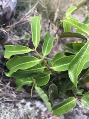 Landolphia kirkii