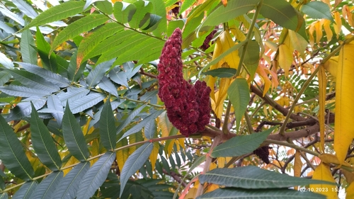 staghorn sumac