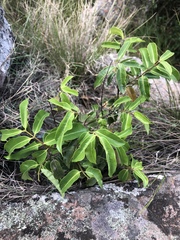 Landolphia kirkii