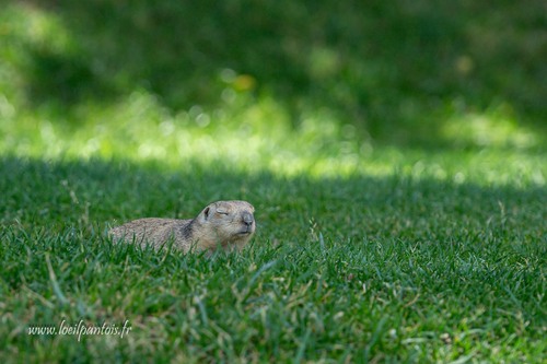 Yellow Ground Squirrel, Samarcande, Ouzbékistan, photo 6 of 10