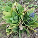 Salvia merjamie - Photo (c) robeyns, μερικά δικαιώματα διατηρούνται (CC BY-NC)