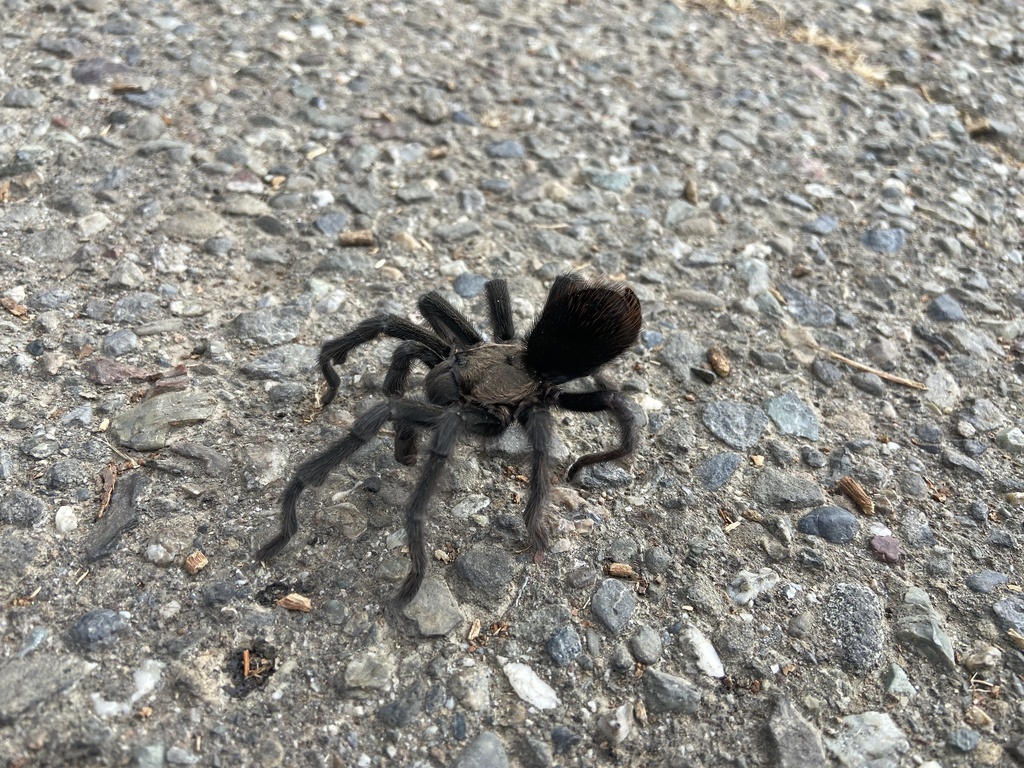 Johnny Cash Tarantula from Del Valle Regional Park, Livermore, CA, US
