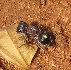 Labidomilla