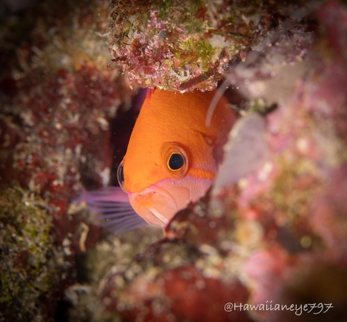 Pseudanthias thompsoni observed 2023-09-29