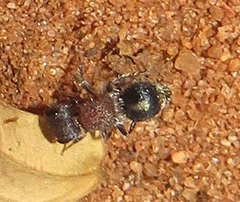 Labidomilla