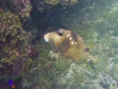 Lactophrys bicaudalis