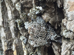 Physconia perisidiosa