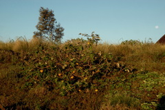 Solanum