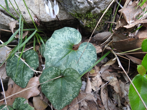 Image of Cyclamen balearicum by (c) Yves Bas, some rights reserved (CC BY)