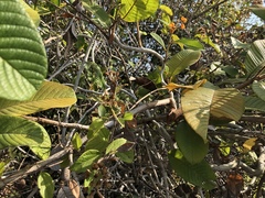 Davilla