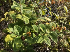 Davilla