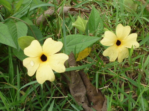 Thunbergia alata