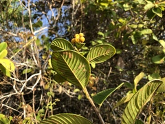 Davilla