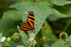 Eresia ithomioides alsina