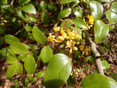 Berberis gracilis