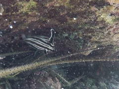 Pareques acuminatus