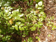 Berberis gracilis