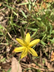Hypoxis hirsuta