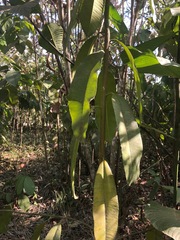 Aspidosperma desmanthum