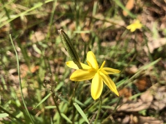 Hypoxis hirsuta