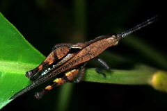 Xiphiola cyanoptera