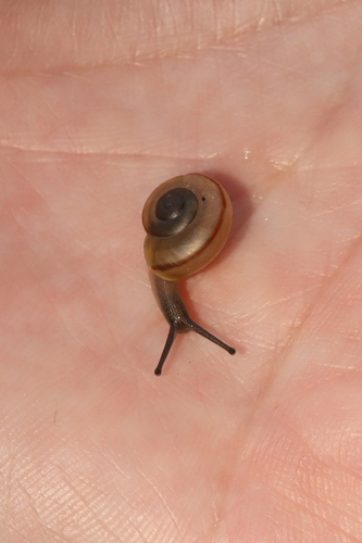 Organ Mountain Talussnail