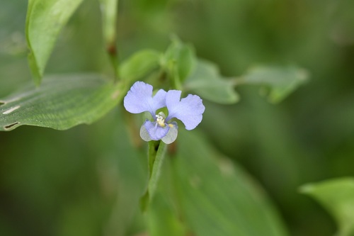 Commelina pallida (Commelina pallida)