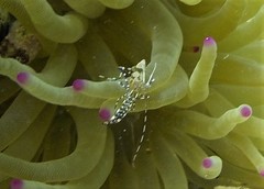 Periclimenes yucatanicus