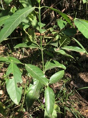 Posoqueria latifolia