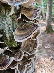 Trametes versicolor image