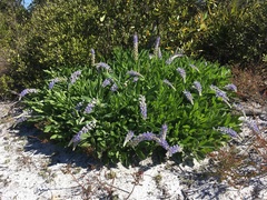 Lupinus diffusus
