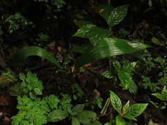 Ceroxylon quindiuense