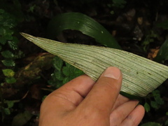 Ceroxylon quindiuense