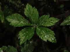 Sanicula liberta
