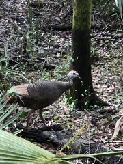 Meleagris gallopavo osceola