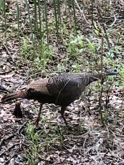 Meleagris gallopavo osceola