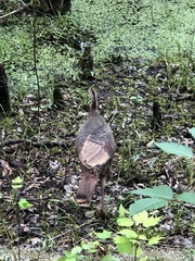 Meleagris gallopavo osceola