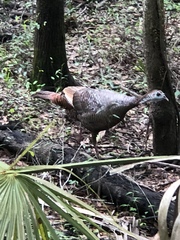 Meleagris gallopavo osceola