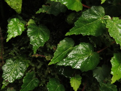 Begonia maurandiae