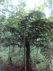 Cyathea costaricensis